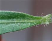  Petiole
